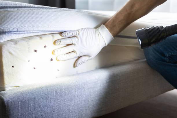 Best Rat Extermination Near Me  in Triangle, VA