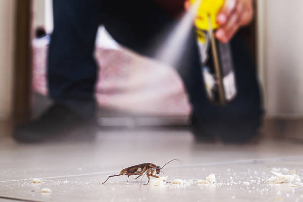Best Pest Control Near Me  in Triangle, VA