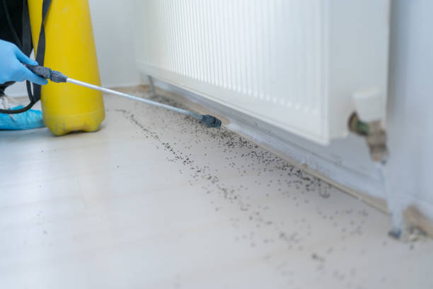 Best Residential Pest Control  in Triangle, VA